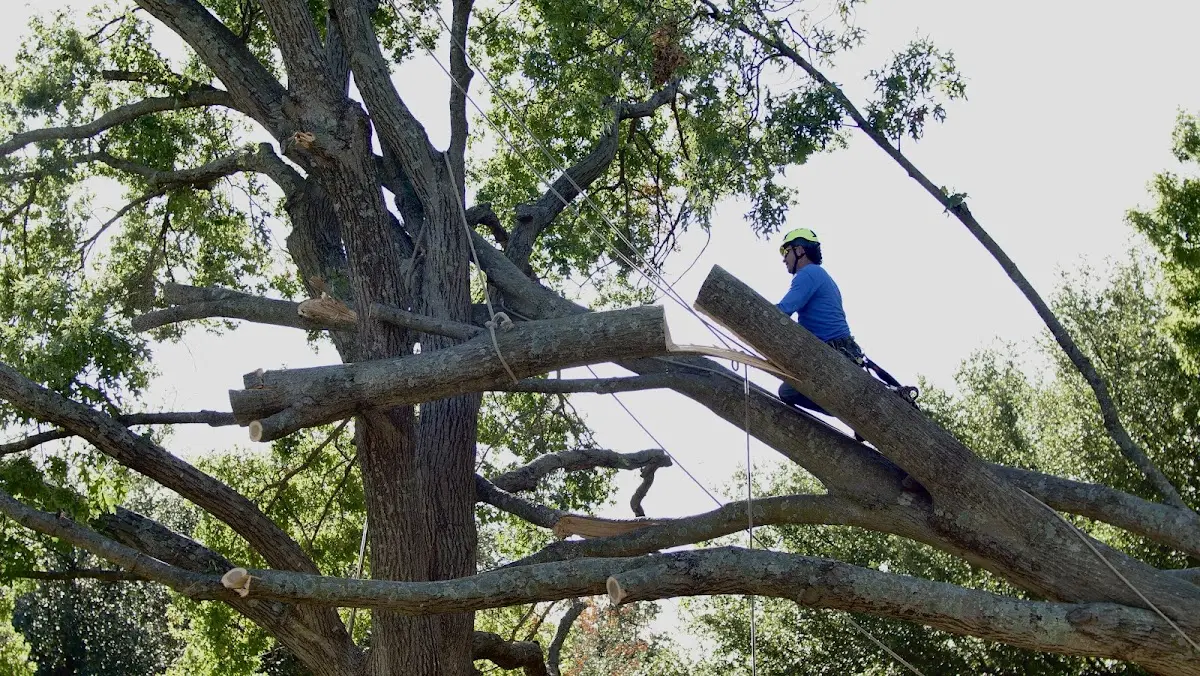 Professional Crown Thinning performed by certified arborists in Russell