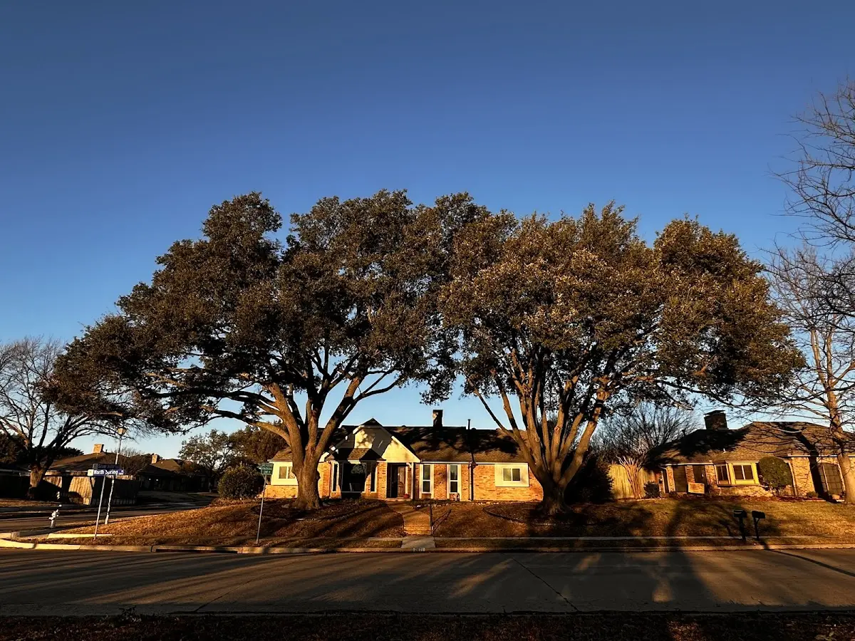 Established residential canopy tree shading a home in Russell